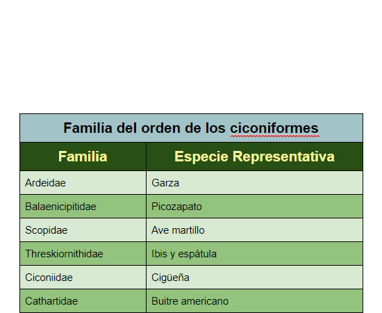 Las familias del orden de los ciconiformes.